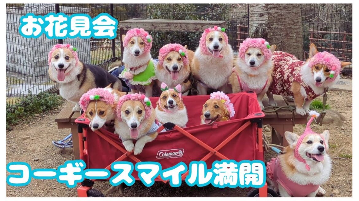 コーギー達のお花見会！３月でまだ咲いてなかったけど笑顔満開 パー子ーギーとは！？