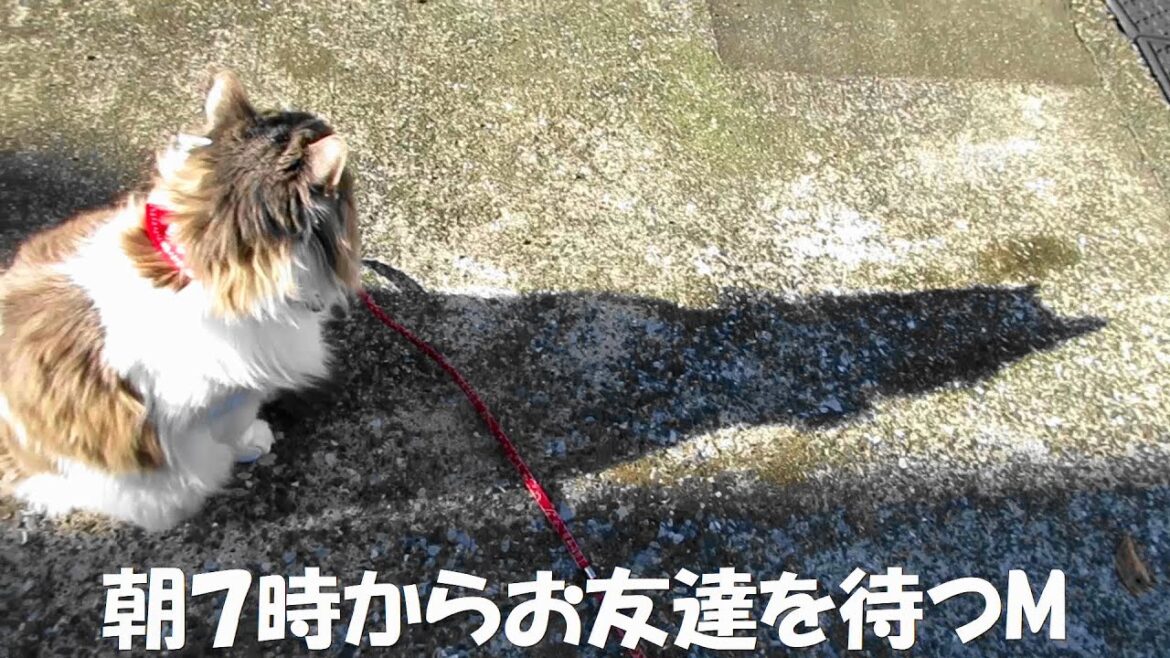 目指せモモ20歳⭐～ミルクさん初めての○○のお友達🐕💞🐈～＃ノルウェージャンフォレストキャット＃スキッパーキ