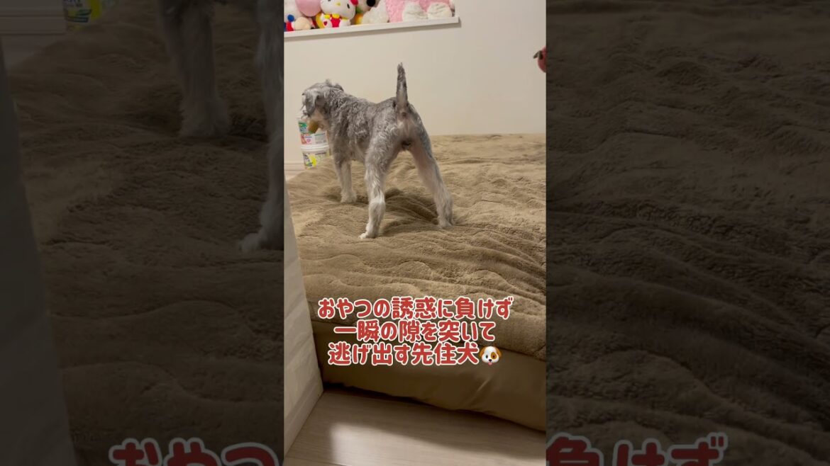 【れおぱおチャンネル】先住犬れおんくんがおやつより夢中になるものとは？　#愛犬  #多頭飼い  #シュナウザー  #れおぱおチャンネル  #dog