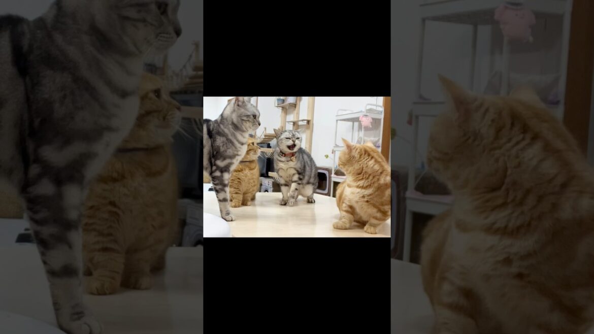 あい様のシャー！ #猫 #アメリカンショートヘア #shorts