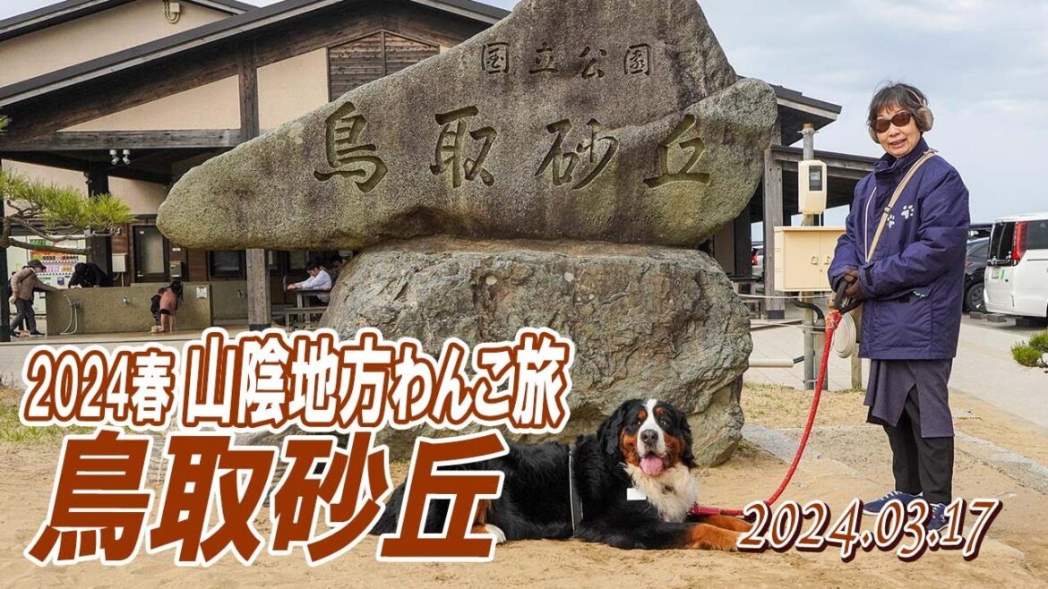山陰地方わんこ旅（その1）鳥取砂丘／2024春／大型犬散歩
