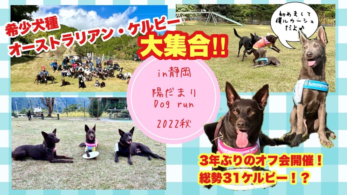 【犬連れ旅】【希少犬種】ケルピー・オフ会❤️おまけ動画もあるよ😉