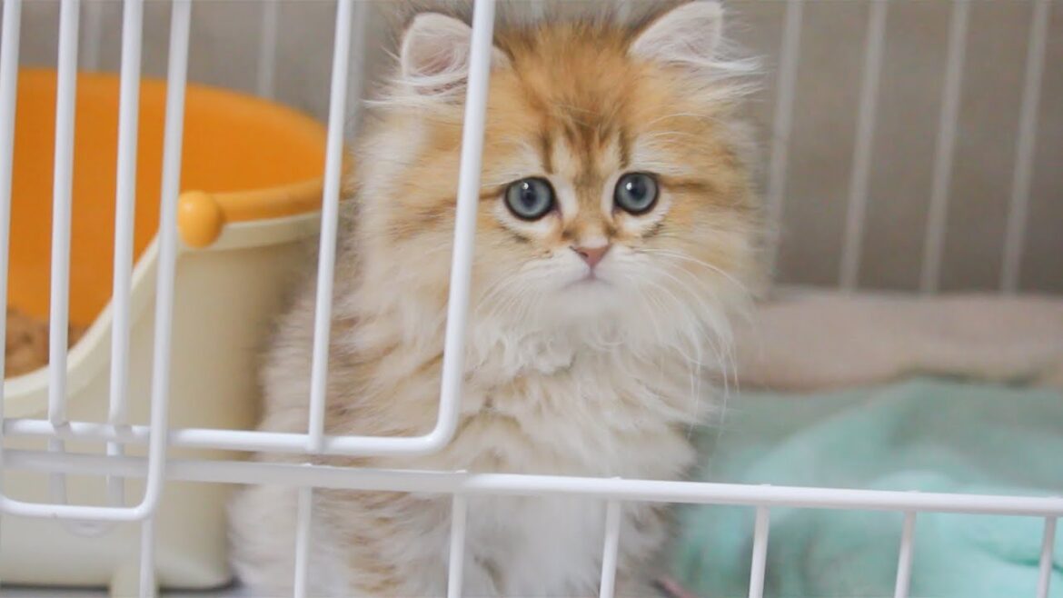 ある日突然、モフモフな可愛い子猫がやってきた!【ペルシャチンチラゴールデン】 ある日突然、モフモフな可愛い子猫がやってきた!【ペルシャチンチラゴールデン】