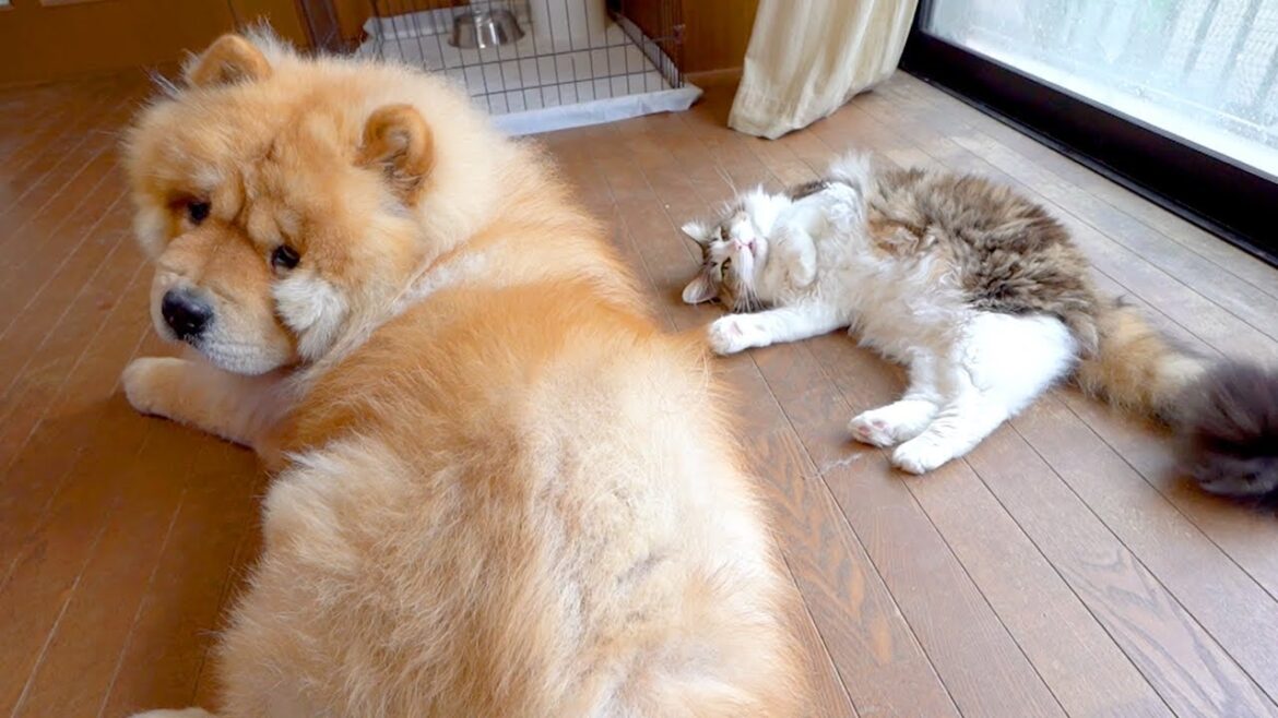 猫みたいな犬と猫