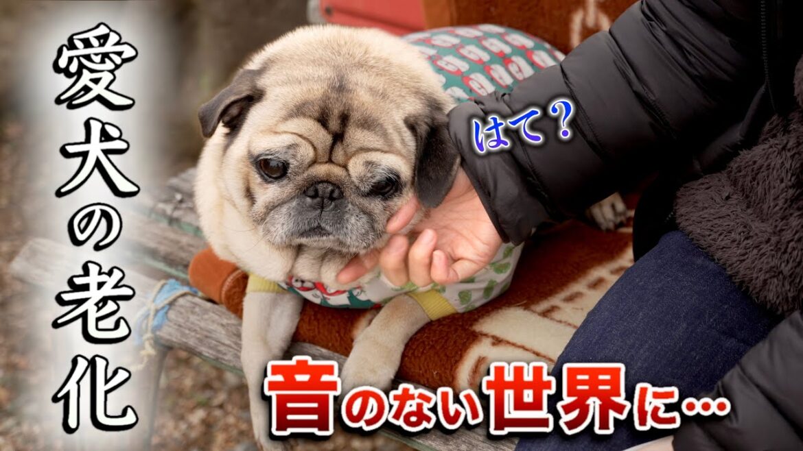 【10日間ばぁばに預けて】気づいた重大な変化/神様お願いです/残りの五感で🌸/PUG LIFE 【10日間ばぁばに預けて】気づいた重大な変化/神様お願いです/残りの五感で🌸/PUG LIFE