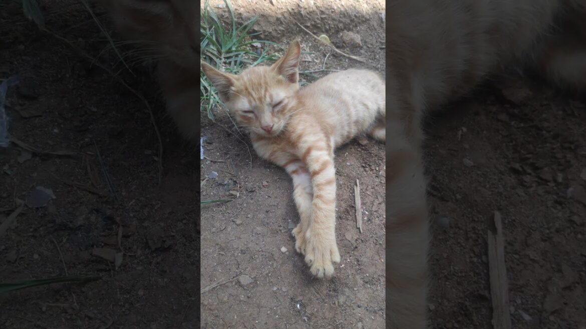 Brown cat chilling on the side of road #cats #kitten #chillmood