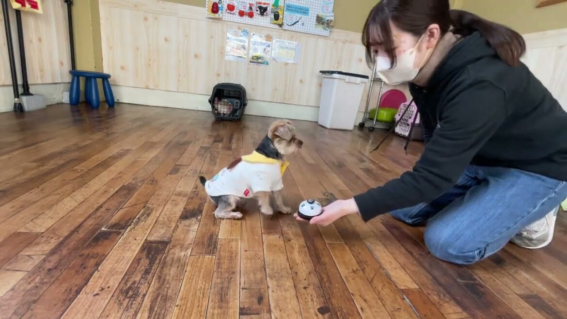 ヨークシャーテリアの”トムくん”と”ベルタッチ”に挑戦！