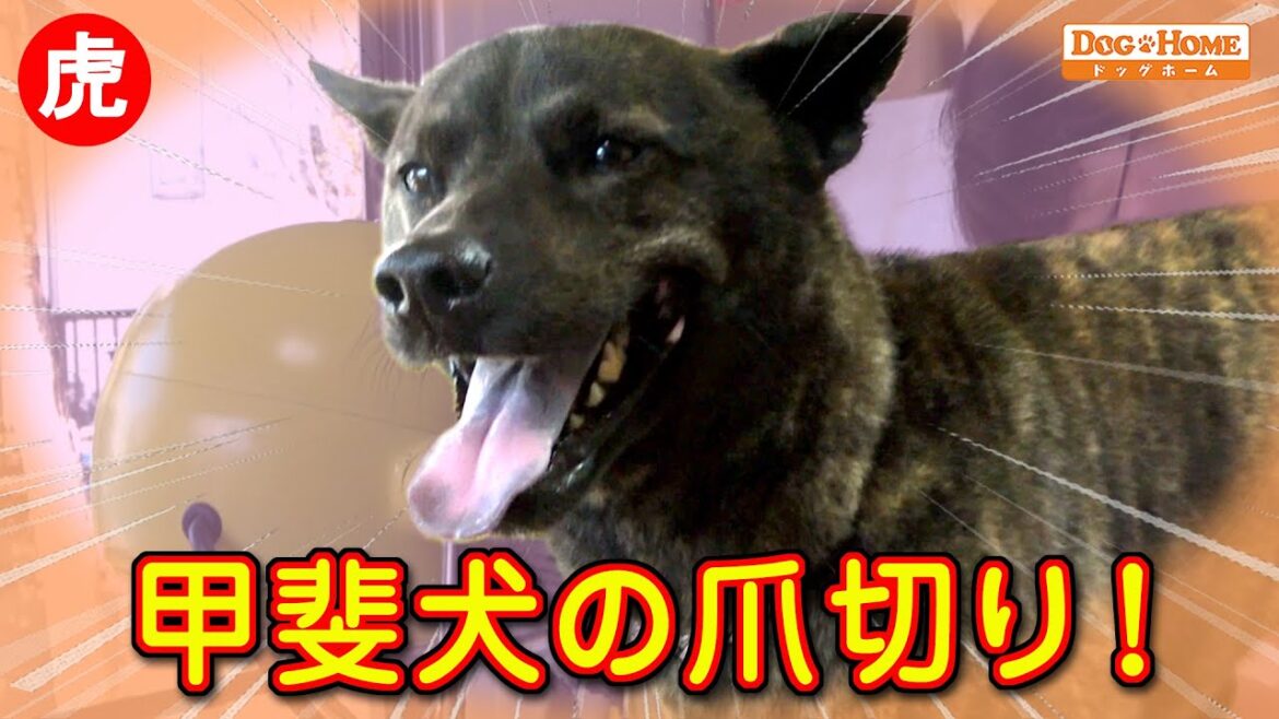 苦手な事でも大丈夫と認識すると我慢できる、甲斐犬の賢さ【甲斐犬のこまちゃんの仕上げ編】 ୨୧∵トリミング サロン DOG HOME ドッグホーム∵୨୧ 苦手な事でも大丈夫と認識すると我慢できる、甲斐犬の賢さ【甲斐犬のこまちゃんの仕上げ編】 ୨୧∵トリミング サロン DOG HOME ドッグホーム∵୨୧