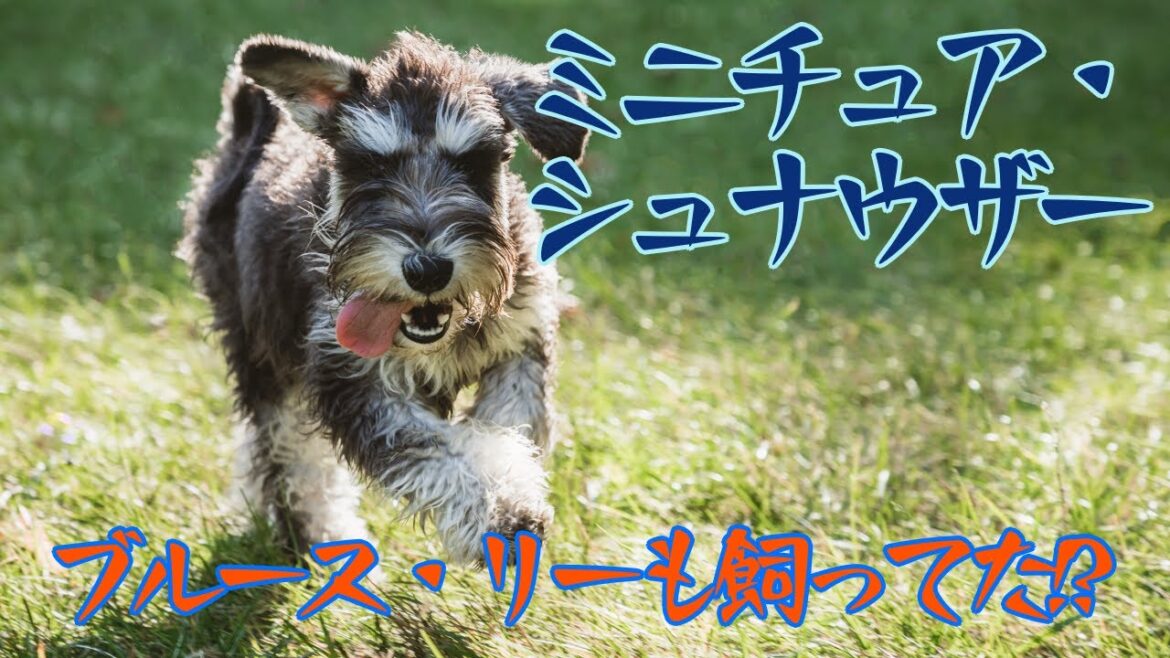 [犬 図鑑]ミニチュア・シュナウザー