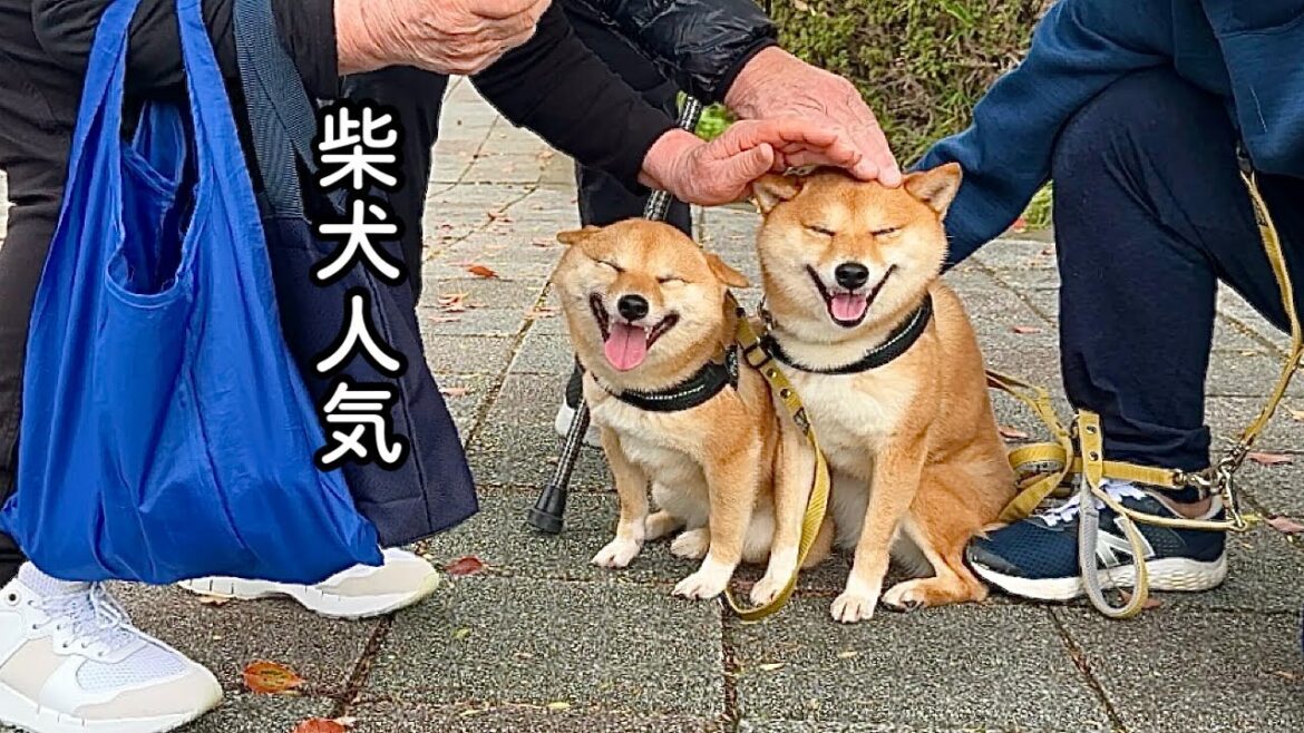 通りすがりの柴犬大好きご夫婦との記念撮影に最高の笑顔で応じる豆柴姉妹がかわいい