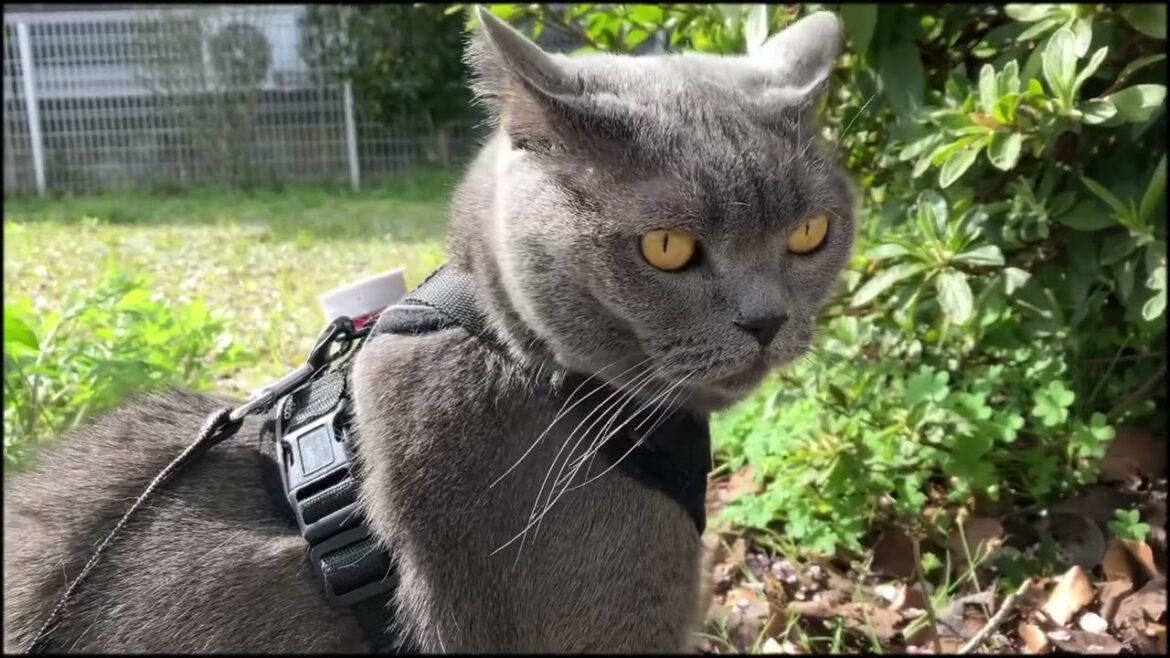 春を感じるねこ #british #ブリティッシュショートヘアー #catvideos