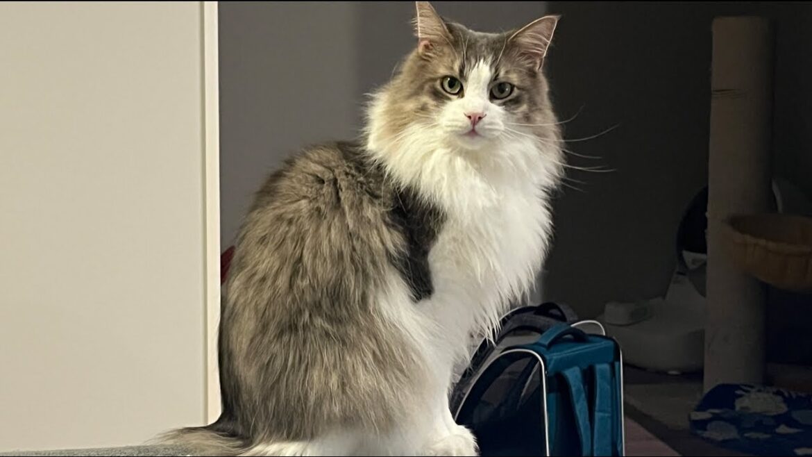 【食べ放題】雑談猫配信🐈みんなひさしぶり✨✨ノルウェージャンフォレストキャット