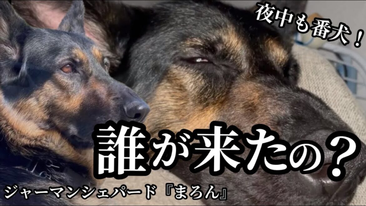 【ジャーマンシェパード】真夜中にいきなり吠えまくるシェパードまろん。。。でも喜んでるんですけど😅喜ぶということは。。。