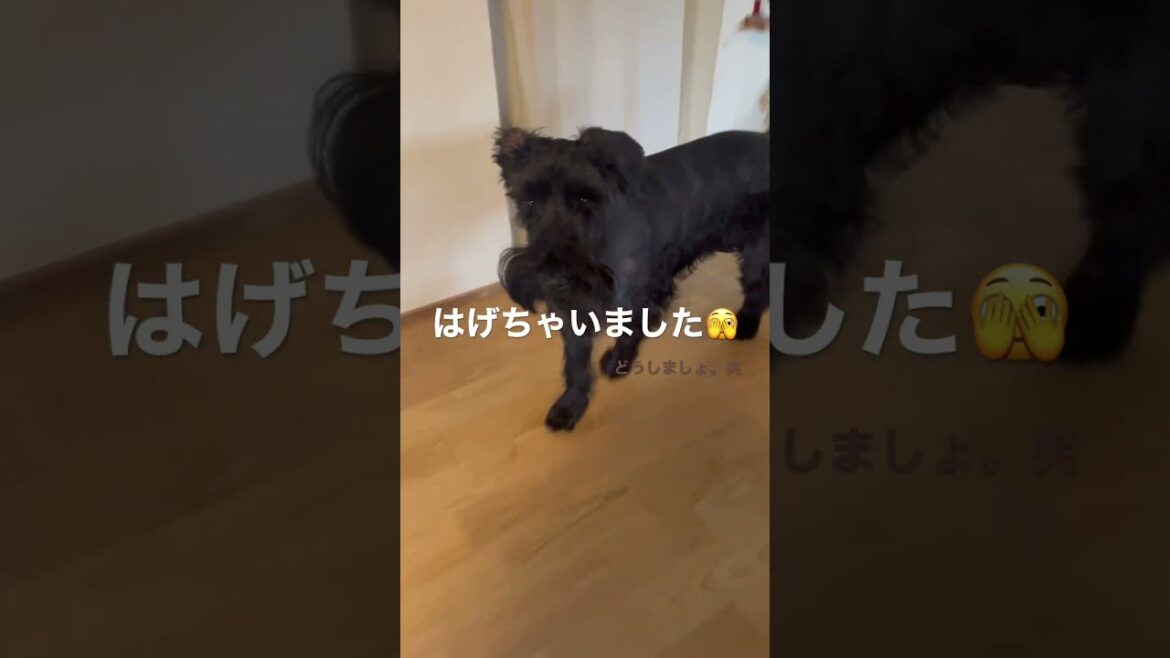 トリミングしたら、、、まさかの。笑。ジャイアントシュナウザーのオルコスに起こった悲劇。