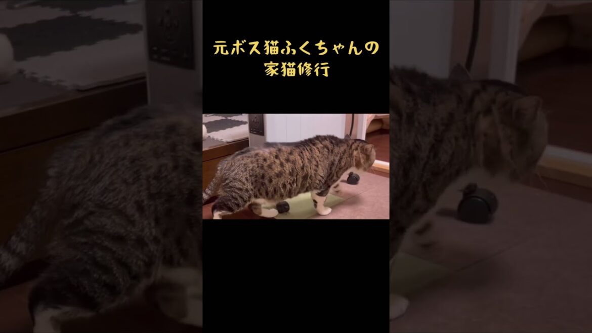 小さな段差につまずいてしまう鈍臭い元ボス猫　#shorts #保護猫  #野良猫  #野良猫から家猫