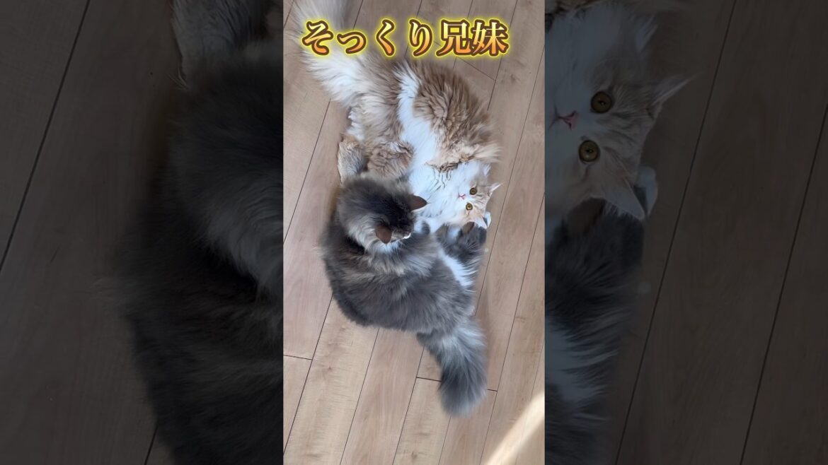 色違いそっくりサイベリアン猫　もふもふの三つ子 #shorts