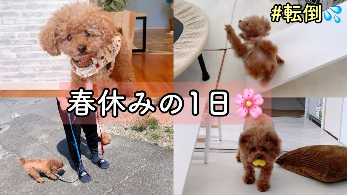 春休み🌸Taruちゃんが転倒💦家族でゆっくり過ごす1日✨トイプードルのTaruto＆Rasuku