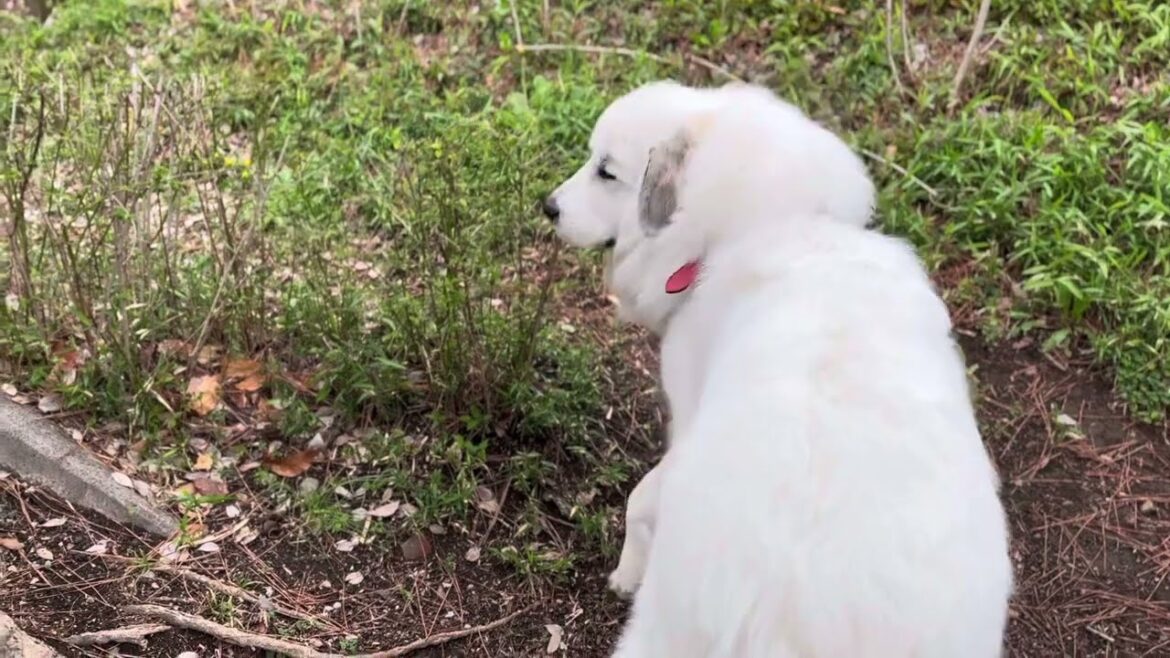 毎日セレ散歩♪満開の桜とセレネの背中_セレネちゃん日記グレートピレニーズ #超大型犬 #greatpyrenees