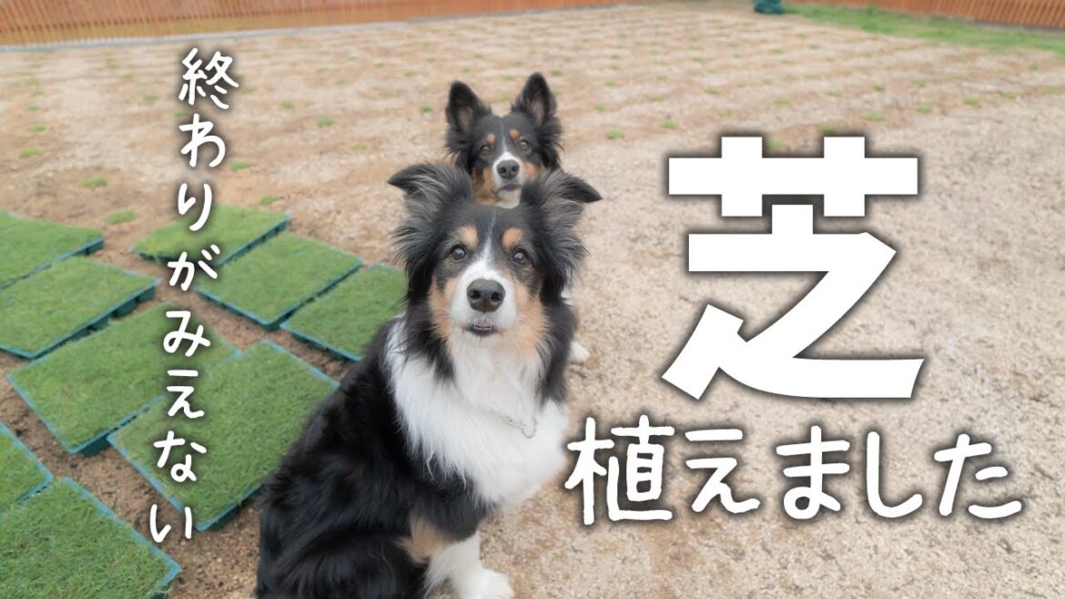 お庭ドッグランに芝生を植えるよ | ボーダーコリーとオーストラリアンシェパード