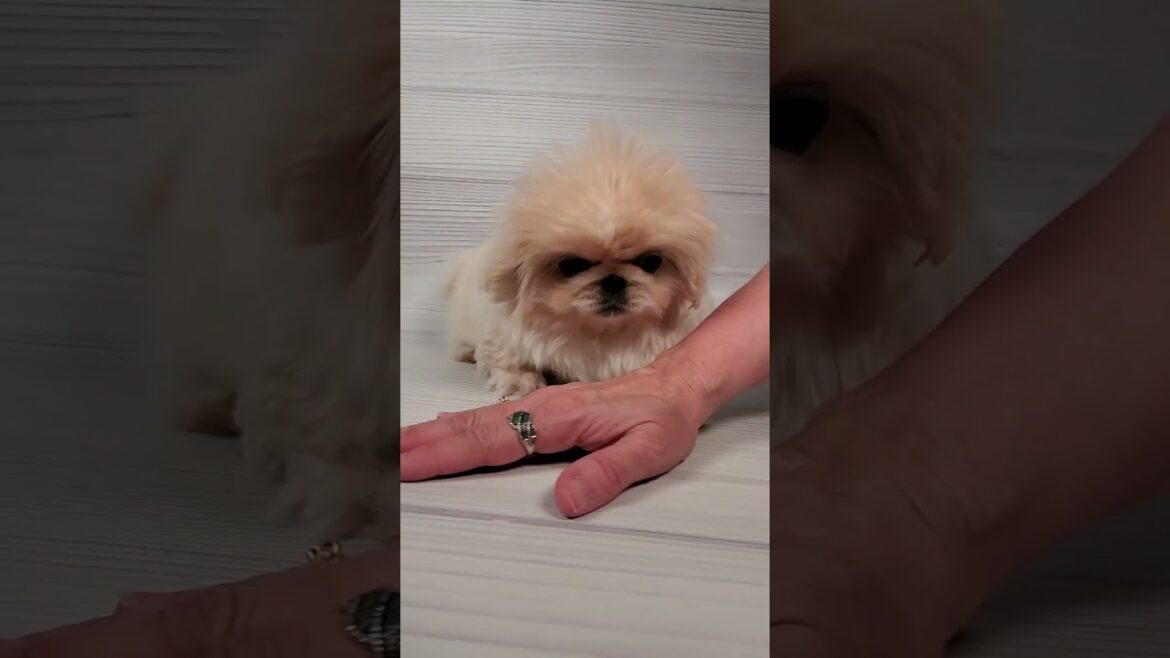 Pekingese Photo Shoot #petlandwestwichita #pekingesepuppy #puppyvideos #puppylovers #puppyshorts