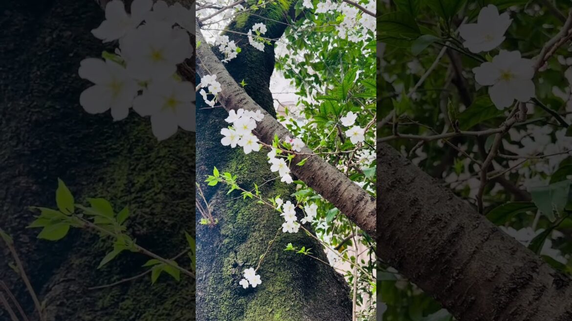 バーニーズマウンテンドッグと一緒にお花見