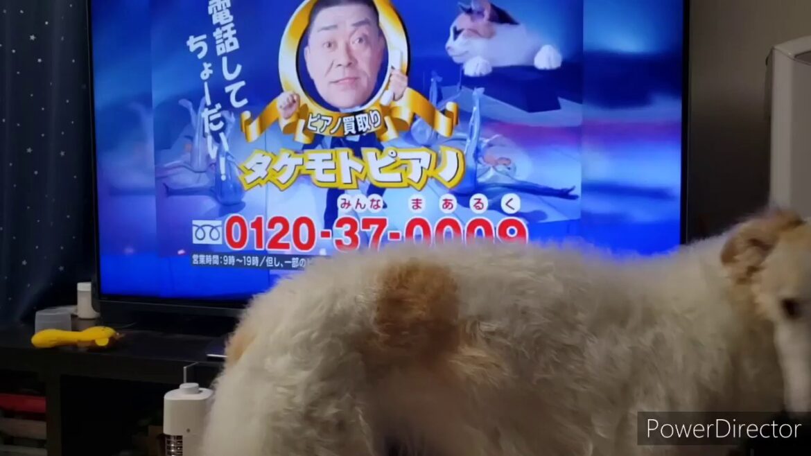 ボルゾイ 犬 の ソーン　タケモトピアノの唄