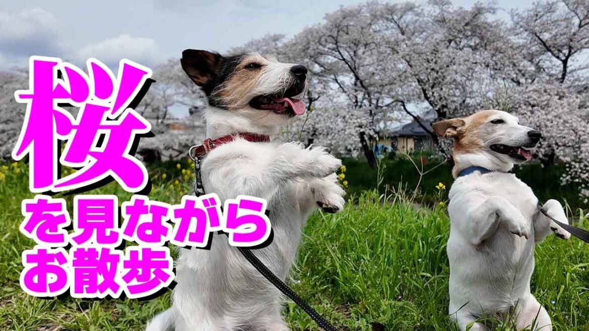 桜を見ながらお散歩したジャックラッセルテリアがカワイイ😍