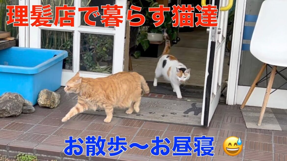 理髪店で暮らす猫達は毎日お出かけ！お散歩大好き＾＾お昼寝場所が入れ替わります＾＾