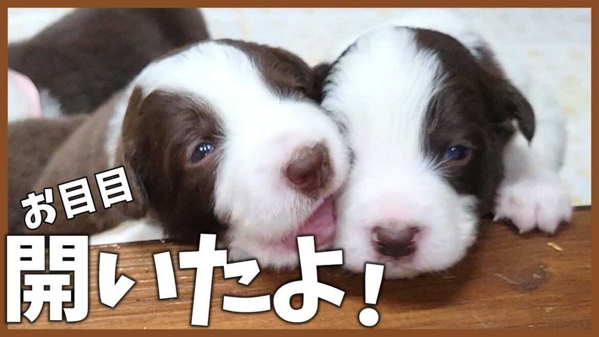 【生後13～15日目】開眼した9パピーズが可愛すぎる♪【ボーダーコリー】