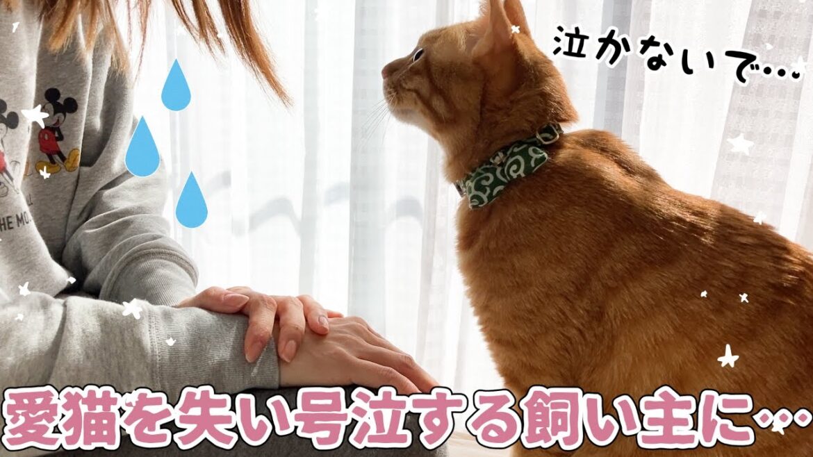 愛猫リオンを失い悲しみに暮れる飼い主に、先輩猫ルークが取った行動に感動・・・(涙) 愛猫リオンを失い悲しみに暮れる飼い主に、先輩猫ルークが取った行動に感動・・・(涙)