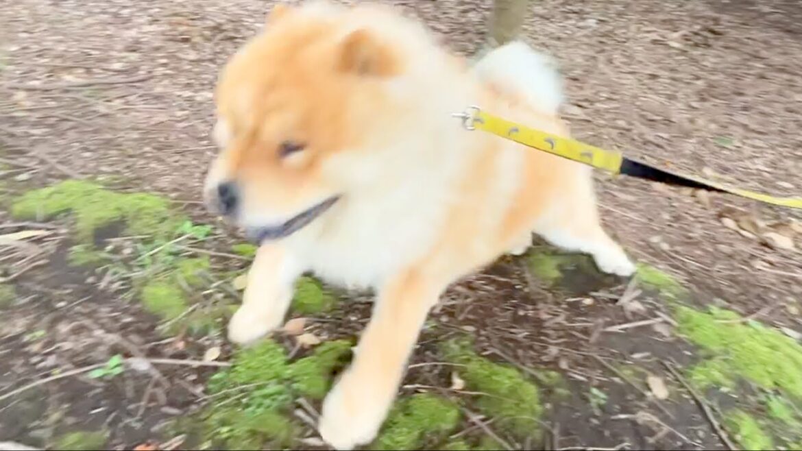 雑木林に連れて行くと異常なまでのハイテンションになるチャウチャウ犬
