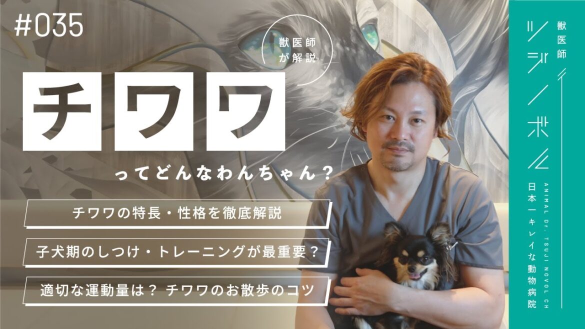 【獣医目線】チワワを徹底解説！子犬期の◯◯◯を怠ると大変な子になります…【獣医師ツジノボル】
