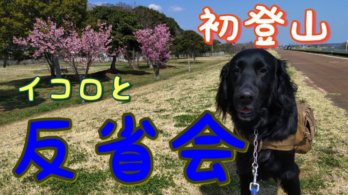 公園の片隅でイコロと反省会【フラットコーテッドレトリーバー＃34】