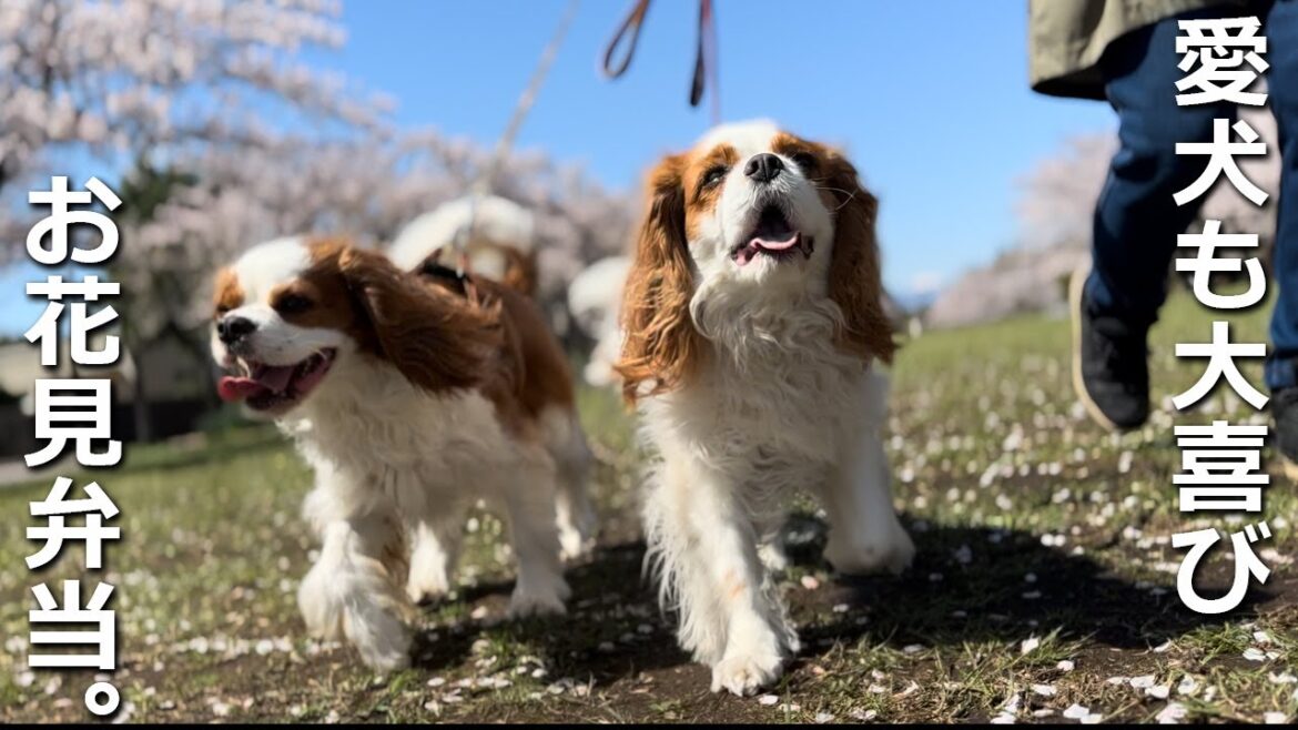 愛犬も大喜びなお花見弁当。桜満開の公園で春の休日を過ごす幸せ