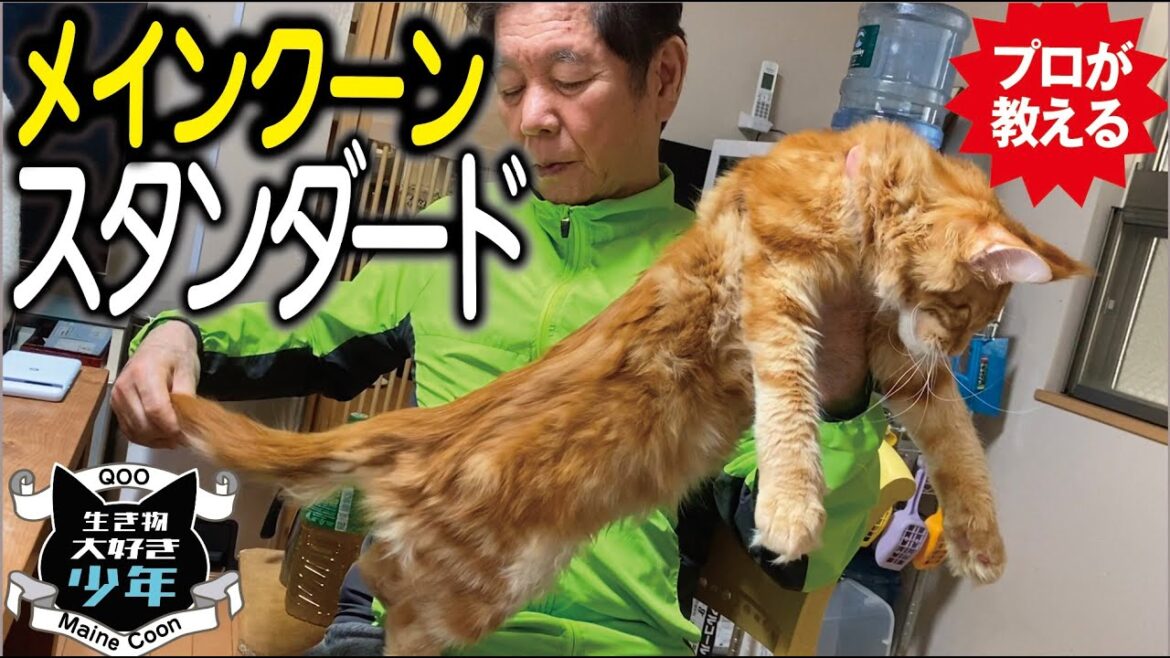 【メインクーン飼主必見】長毛種大型猫メインクーンのスタンダードとは？ショーキャットの基準、審査ポイント／メインクーンキャッテリー東京小野クーン