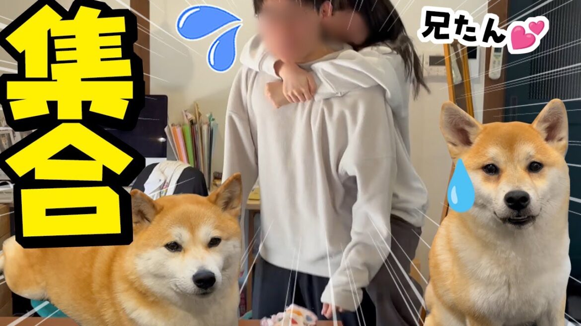 ホーム（柴犬）シックになった娘…お兄ちゃんと1ヶ月ぶりの再会へ