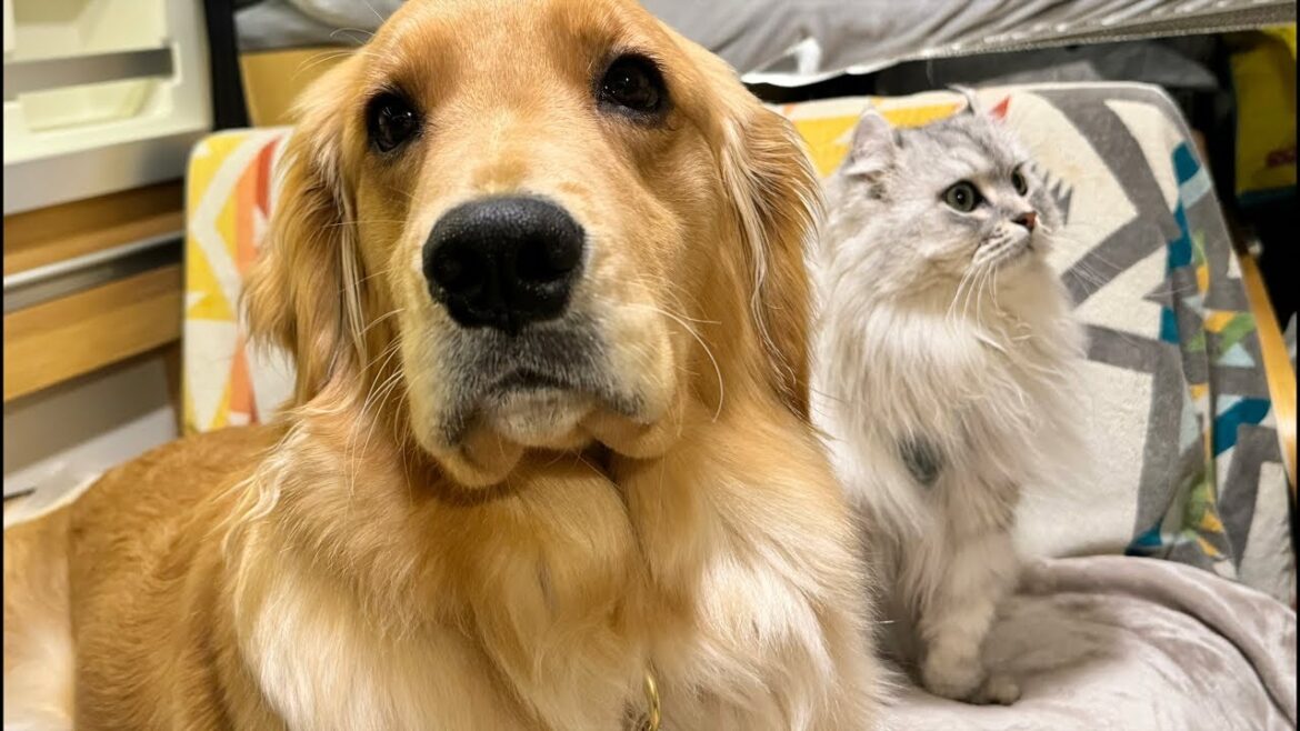 トラブル解決して😭ついに..北海道に上陸しました!【#ボーダーコリー#ゴールデンレトリバー】 トラブル解決して😭ついに..北海道に上陸しました!【#ボーダーコリー#ゴールデンレトリバー】