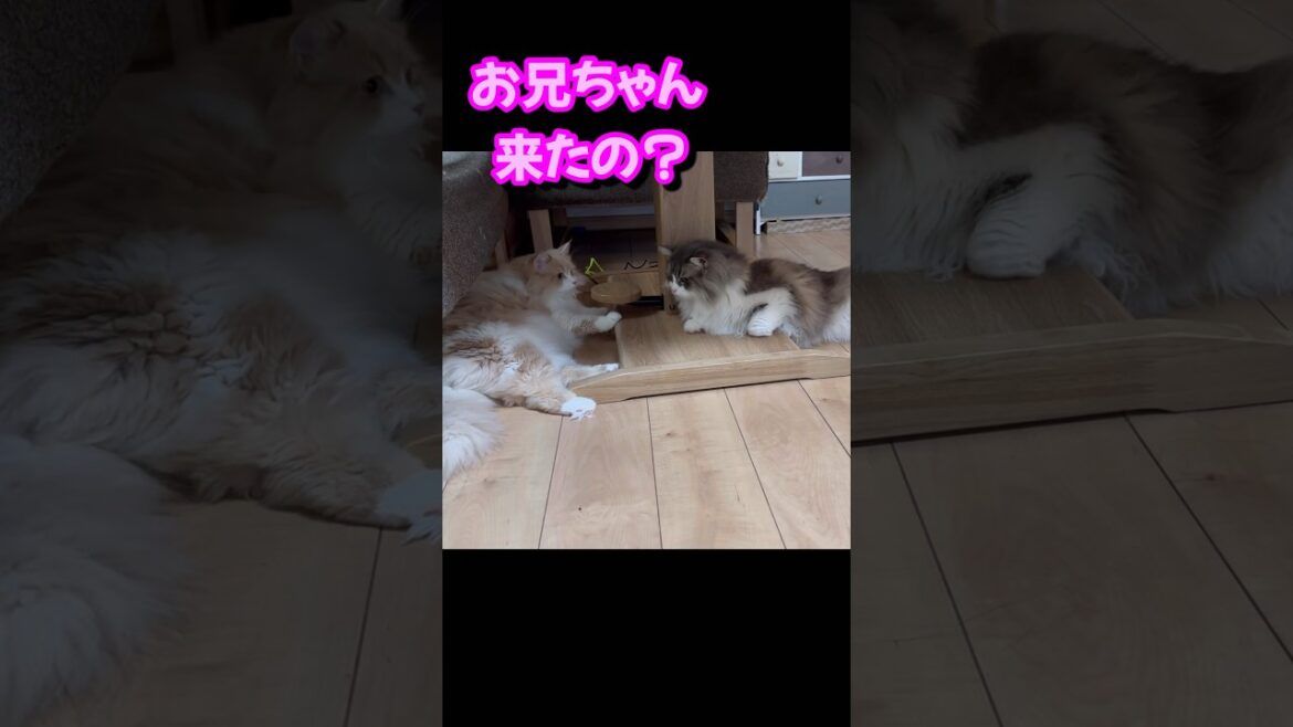 このあと妹に逃げられる理由は… もふもふのサイベリアンの三つ子の猫たち　#shorts