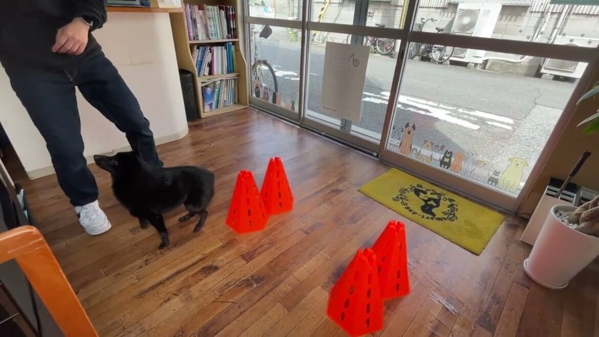 スキッパーキの”オセルくん”と”サークル”に挑戦！