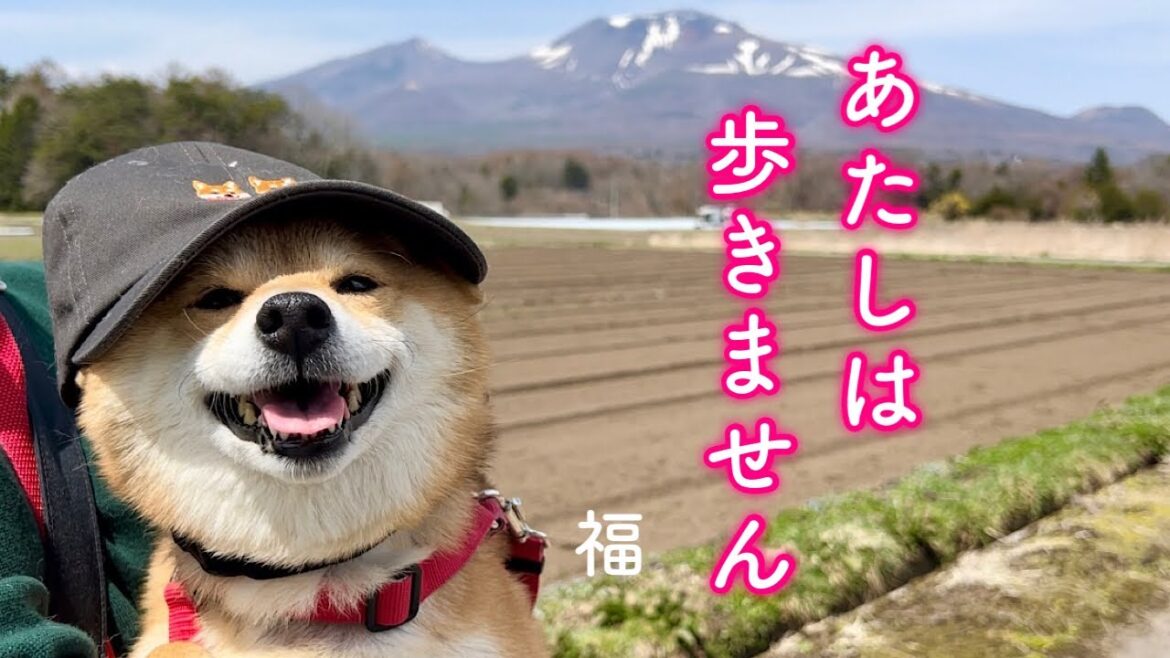 お散歩拒否するもパパに抱っこされてご満悦なあざとカワイイ柴犬 お散歩拒否するもパパに抱っこされてご満悦なあざとカワイイ柴犬