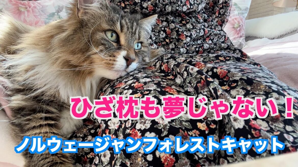 ひざ枕が好きな猫☆ノルウェージャンフォレストキャット ひざ枕が好きな猫☆ノルウェージャンフォレストキャット