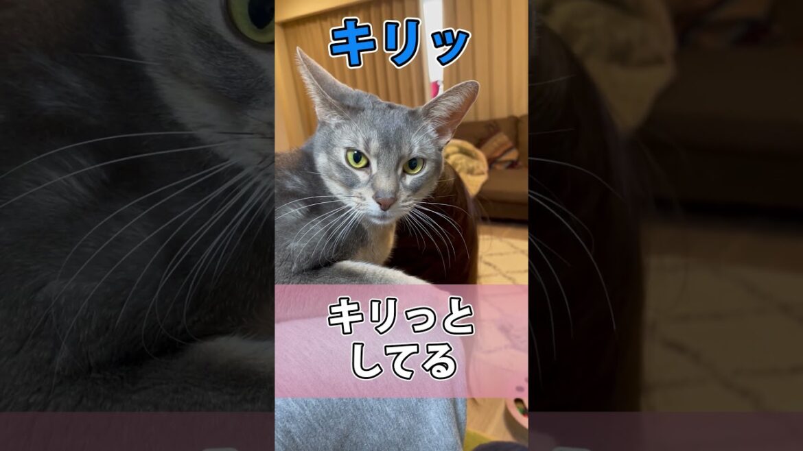 背中越しに甘えるうちの猫さん #shorts #猫 #アビシニアン