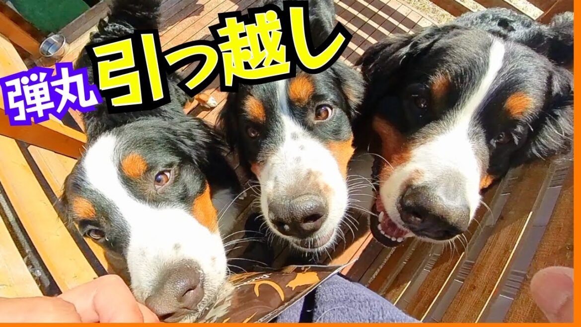 【引越し】バーニーズマウンテンドッグのロイ君が札幌に引越してきたので庭のドッグランに招待しました（ニアちゃんが）