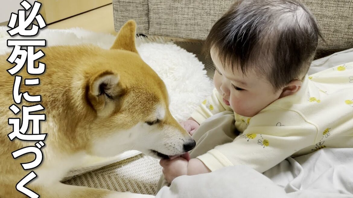 柴犬に近づきたくて必死になる生後７ヶ月の赤ちゃん