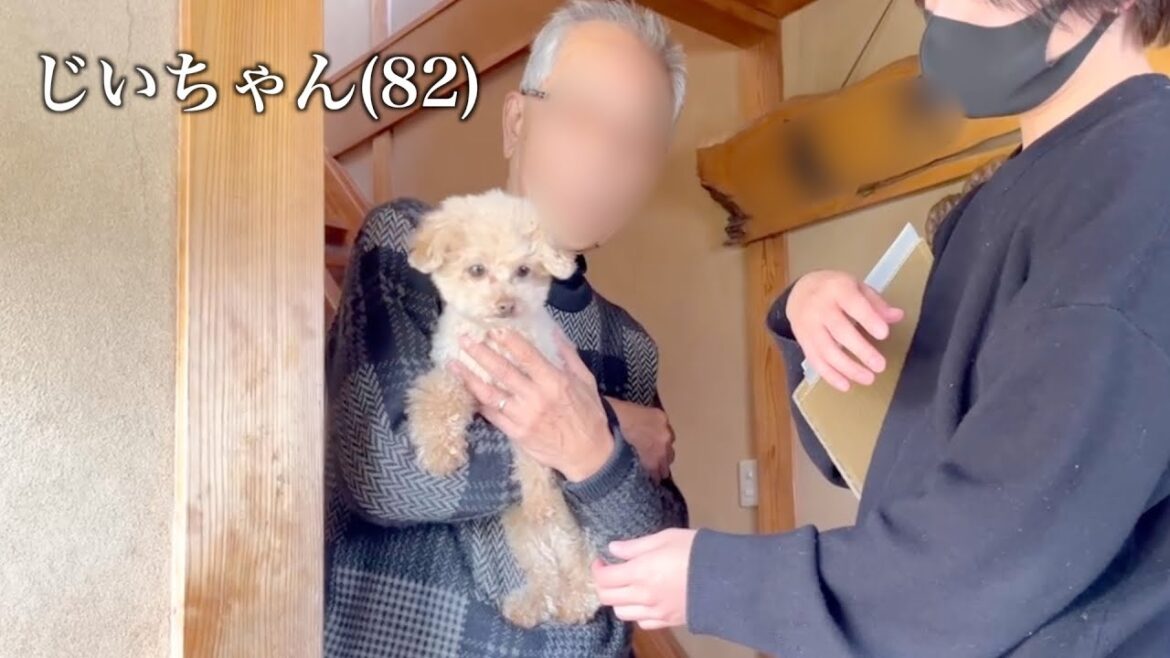 トイプードルを連れて帰ったらじいちゃんの愛が溢れ過ぎて感動しました