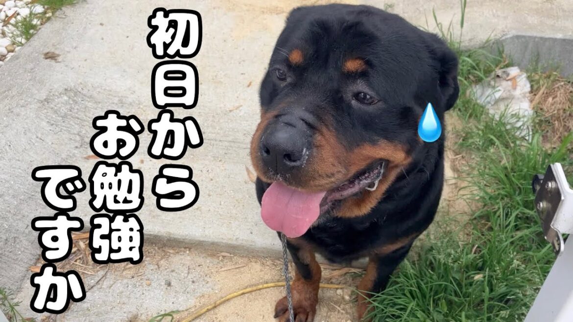 保健所職員を襲ったロットワイラー迎え入れ初日の散歩