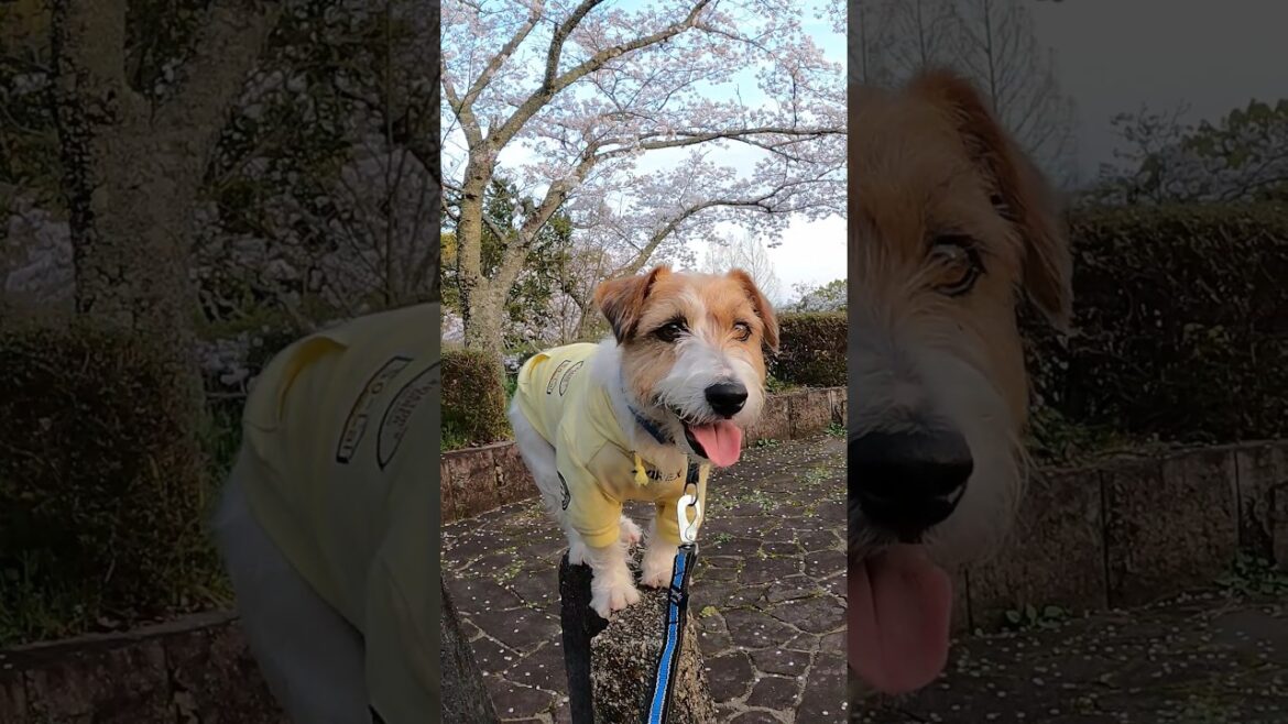 やたらこっちを見る犬#ジャックラッセルテリア #jackrussellterrier #shorts #s