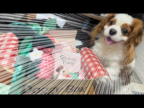 キャバリア犬が大興奮‼︎新しいおもちゃとおやつを愛犬にプレゼント‼︎【DoggyBox/ドギーボックス】 キャバリア犬が大興奮‼︎新しいおもちゃとおやつを愛犬にプレゼント‼︎【DoggyBox/ドギーボックス】