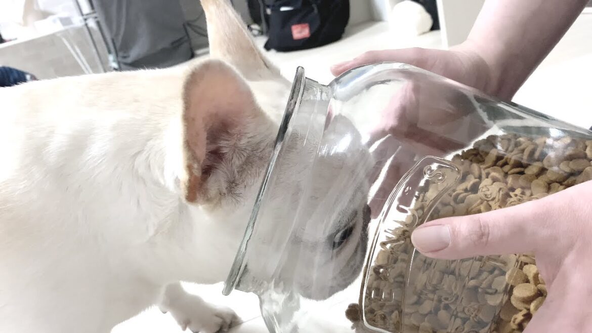とんでもない量のドッグフードを「よし！」と言われた時の犬の反応がこちらですｗ【フレンチブルドッグ frenchbulldog】