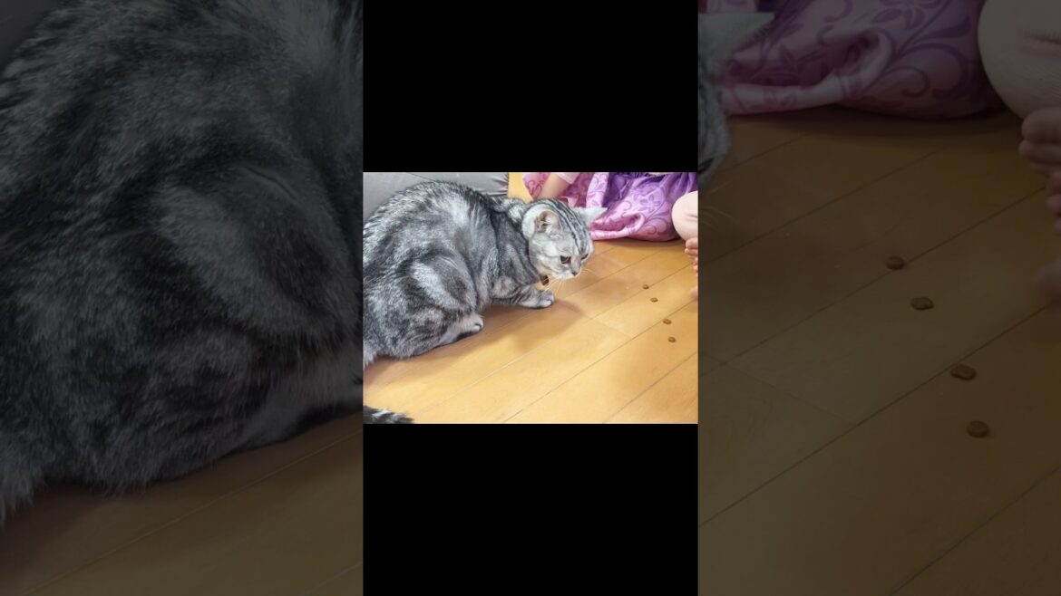 これもあれも多分きっと全部あたしの #猫 #アメリカンショートヘア #shorts
